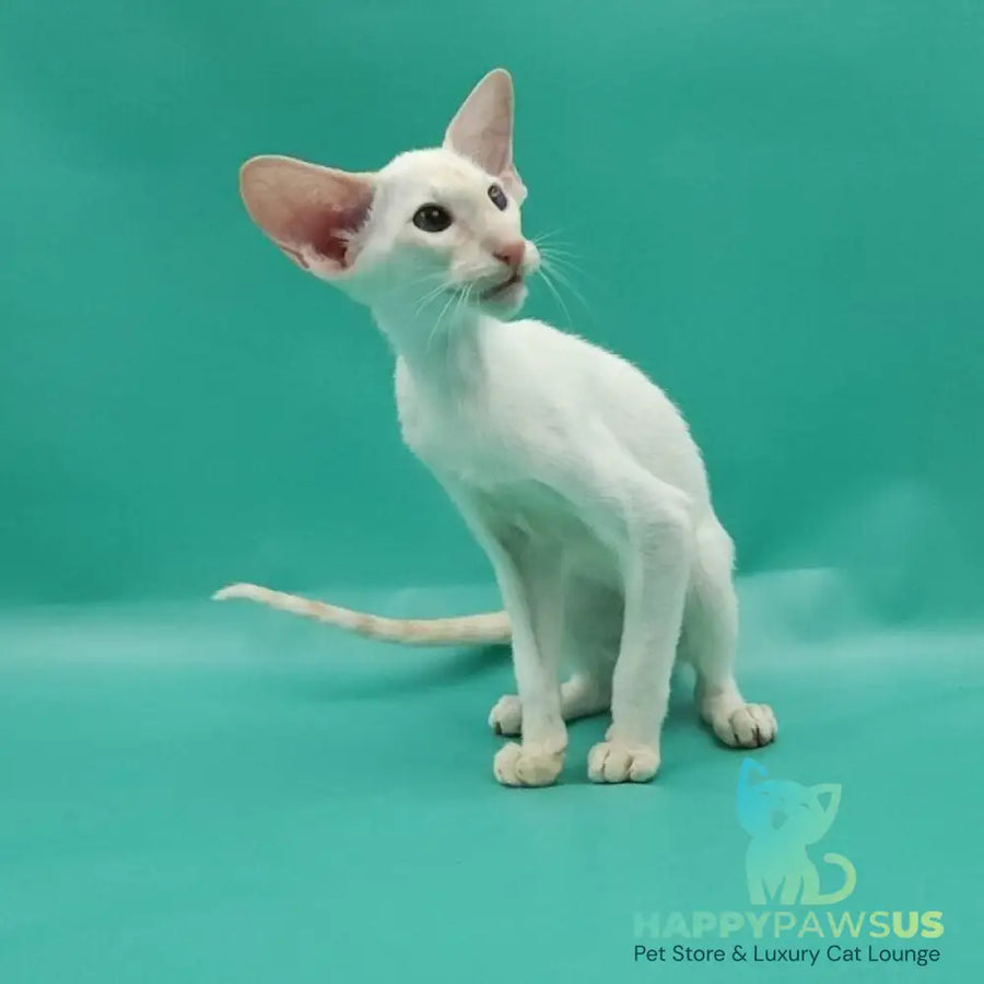 Pushan Siamese male cream - live animals