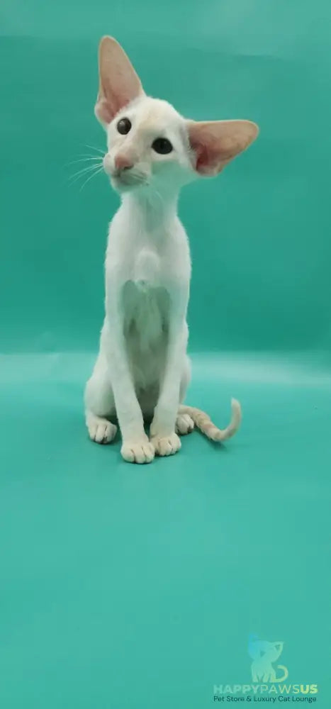 Pushan Siamese male cream - live animals