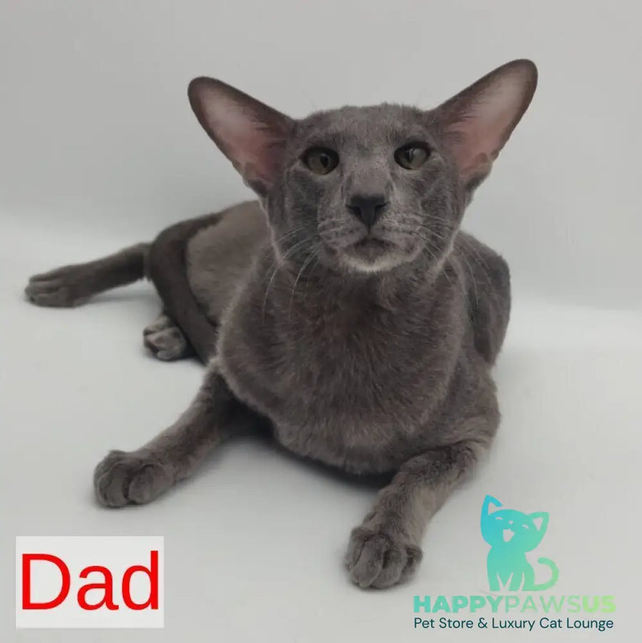 Pushan Siamese male cream - live animals