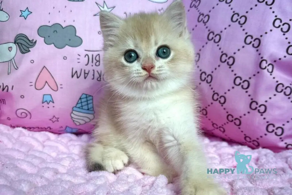 Qadim British Shorthair male blue golden chinchilla live animals