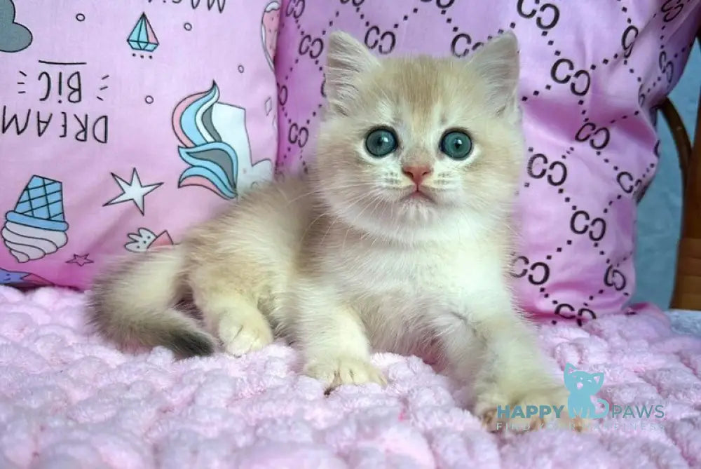 Qadim British Shorthair male blue golden chinchilla live animals