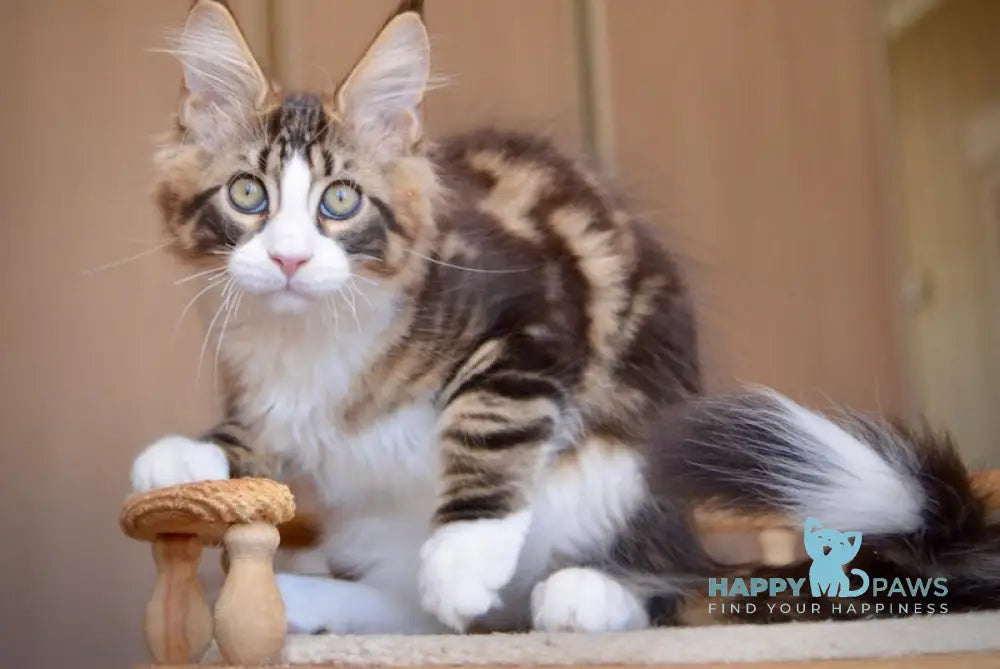 Qadir Maine Coon male black with white tabby live animals