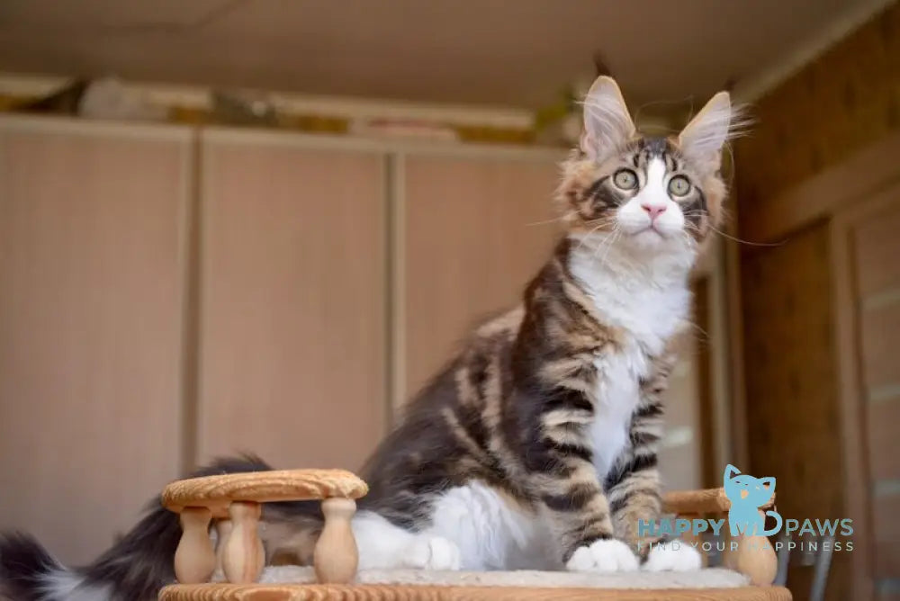 Qadir Maine Coon male black with white tabby live animals