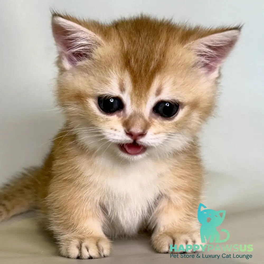 Qamra Munchkin female black golden shaded - live animals