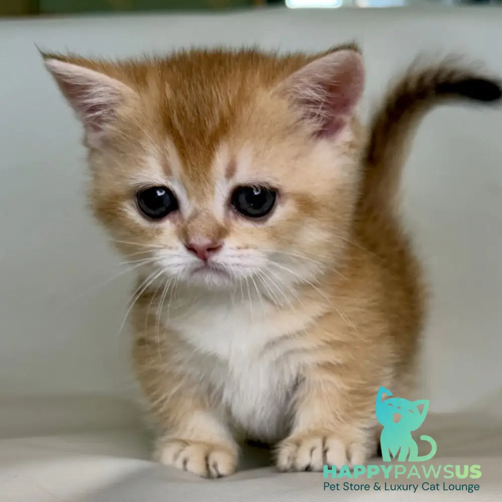 Qamra Munchkin female black golden shaded - live animals