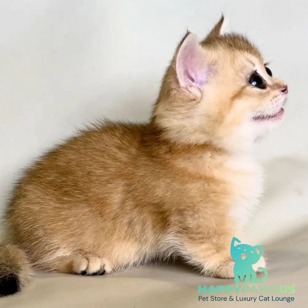 Qamra Munchkin female black golden shaded - live animals