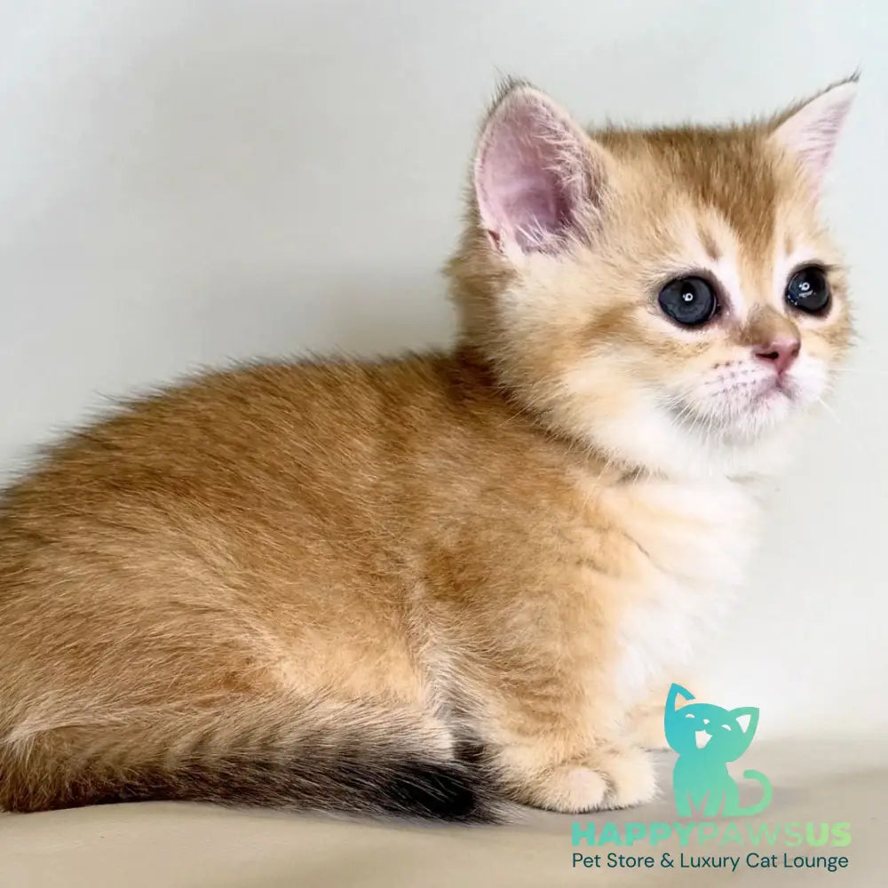 Qamra Munchkin female black golden shaded - live animals