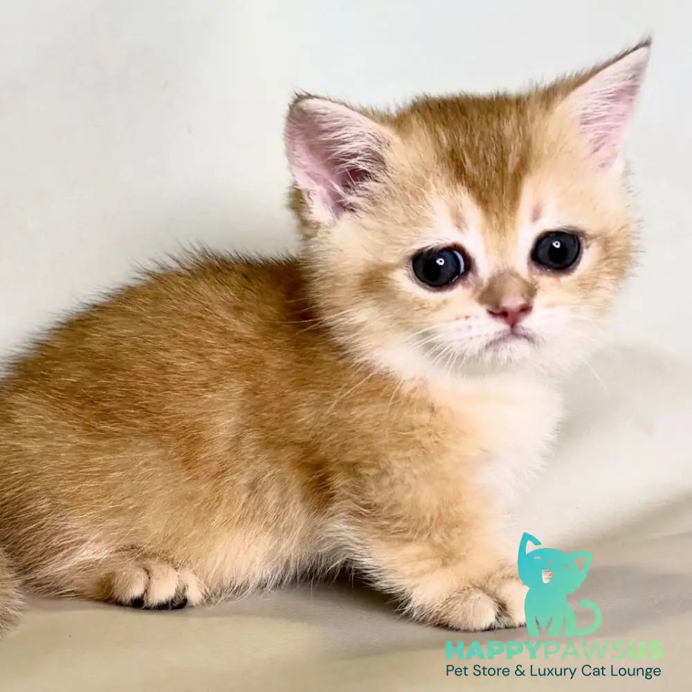 Qamra Munchkin female black golden shaded - live animals