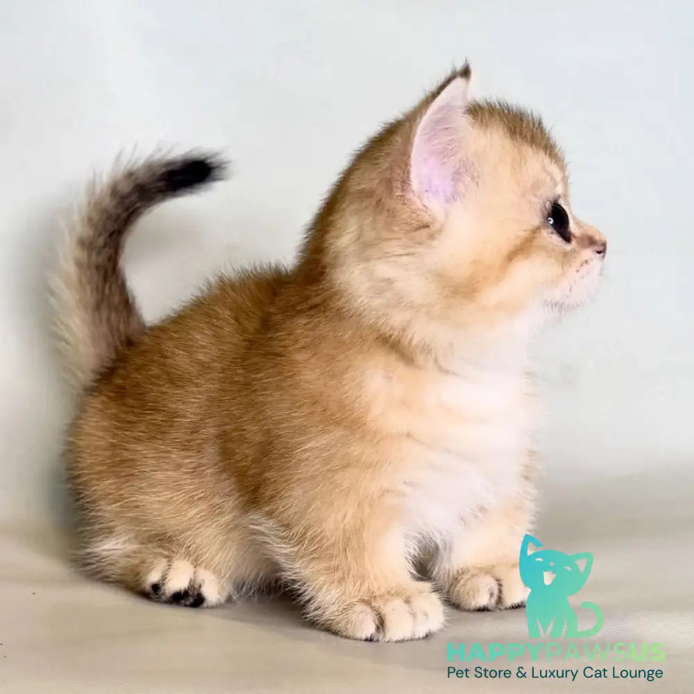 Qamra Munchkin female black golden shaded - live animals