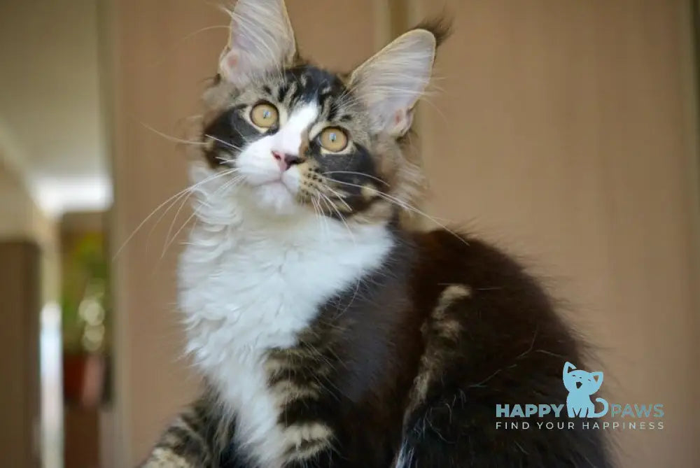 Qasim Maine Coon male black with white ticked tabby live animals