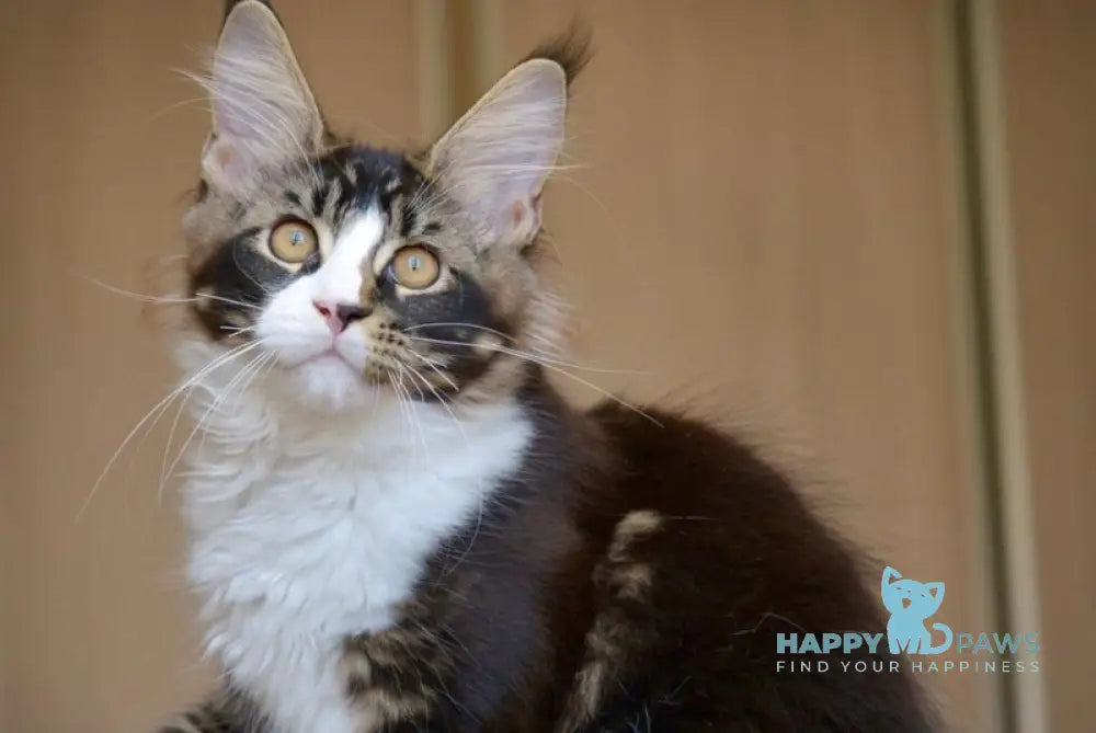 Qasim Maine Coon male black with white ticked tabby live animals