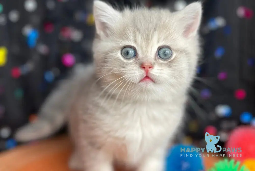 Qasper British Shorthair male blue golden tabby live animals