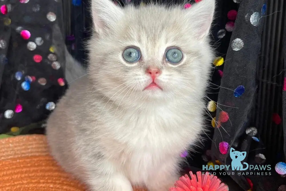 Qasper British Shorthair male blue golden tabby live animals