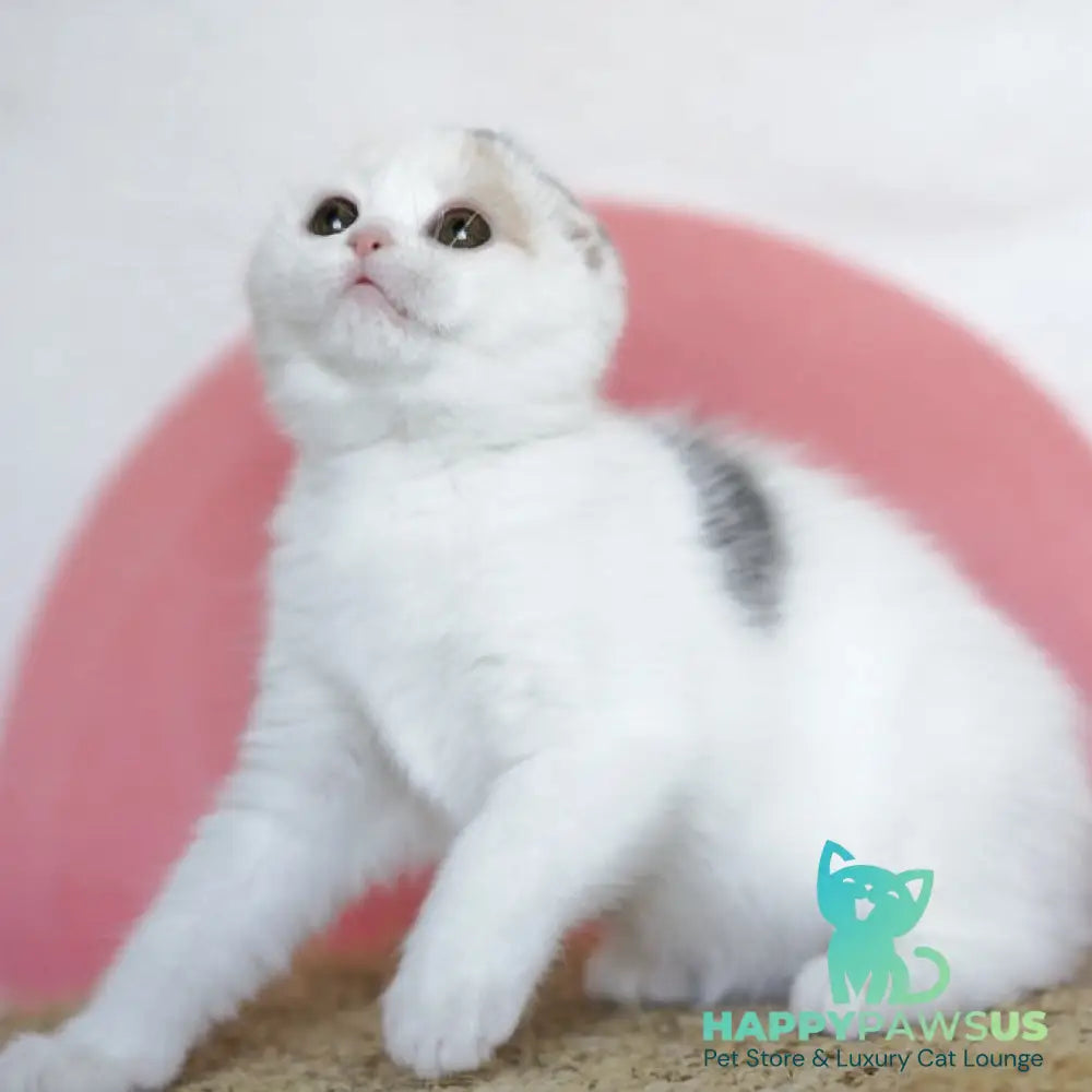 Qaylie Scottish Fold female blue tortie tabby harlequin - live animals