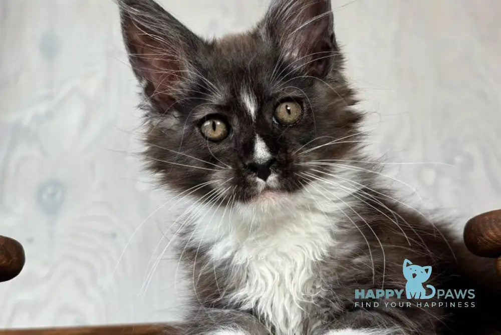 Q’Cooper Maine Coon male black silver bicolour live animals