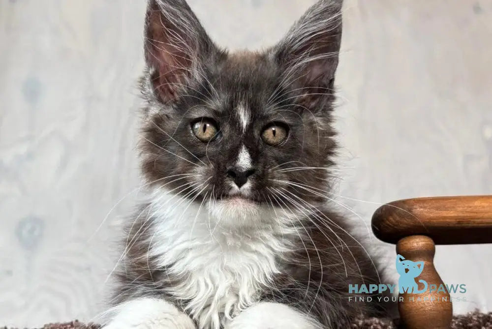 Q’Cooper Maine Coon male black silver bicolour live animals