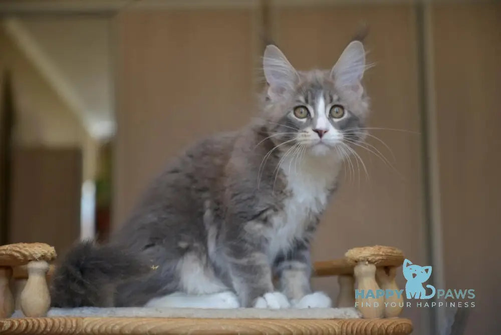 Qiana Maine Coon female blue with white ticked tabby live animals