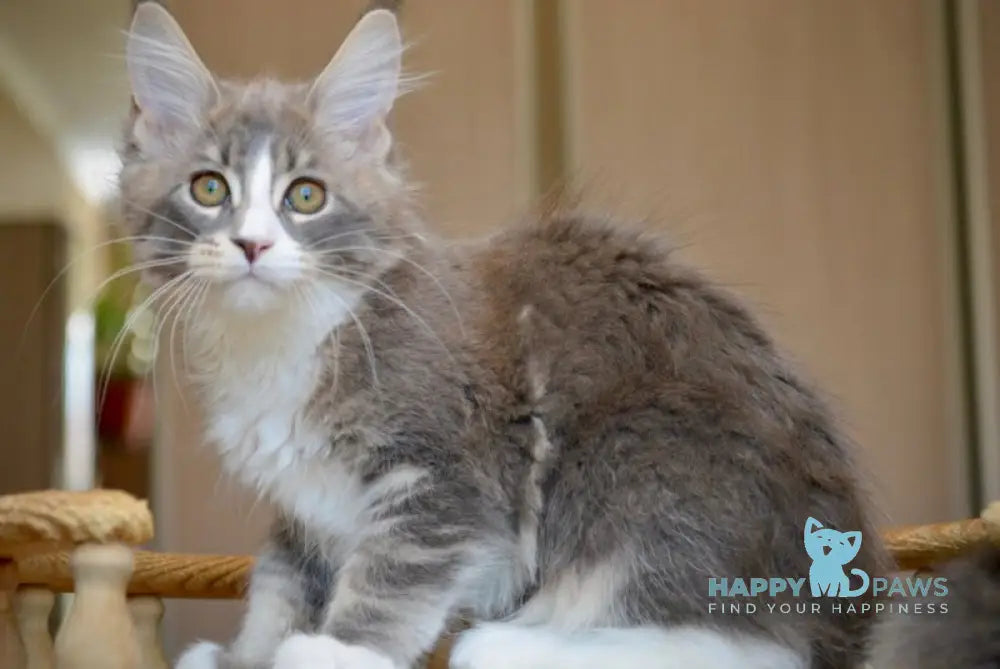 Qiana Maine Coon female blue with white ticked tabby live animals