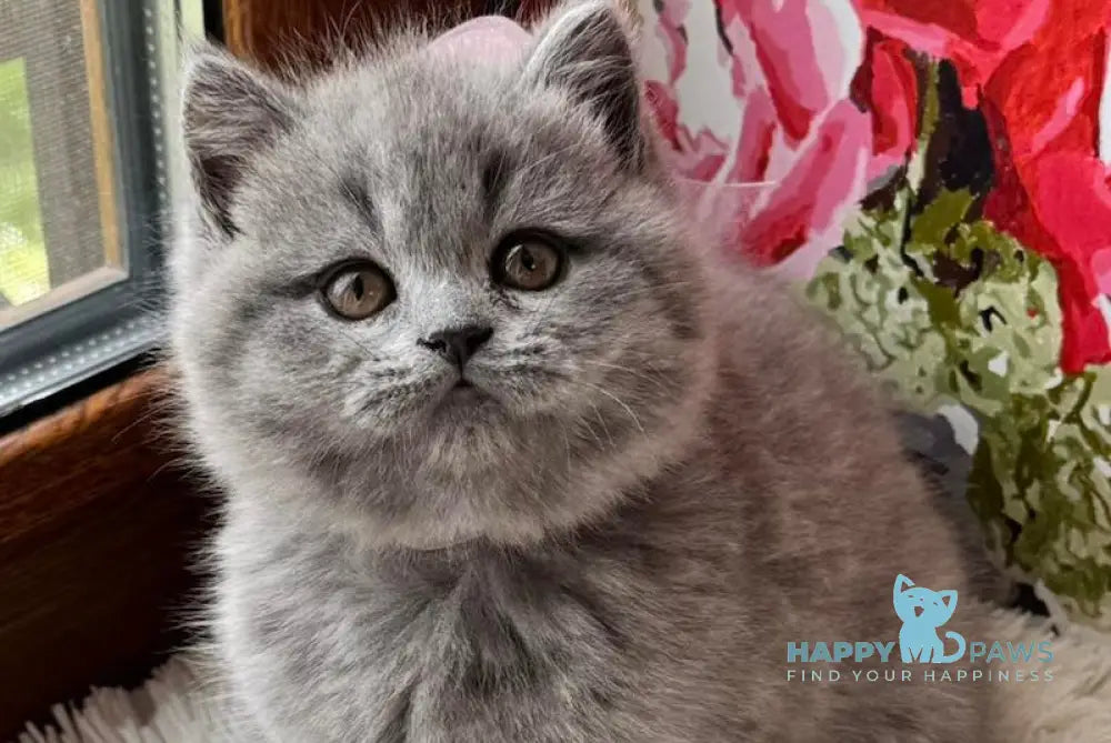 Qira Scottish Straight female blue live animals