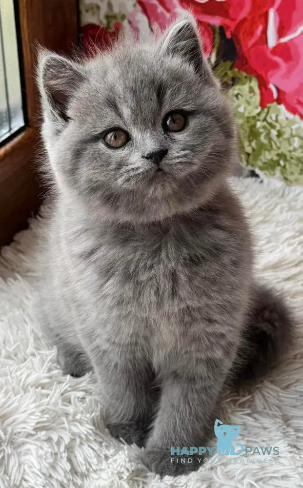 Qira Scottish Straight female blue live animals