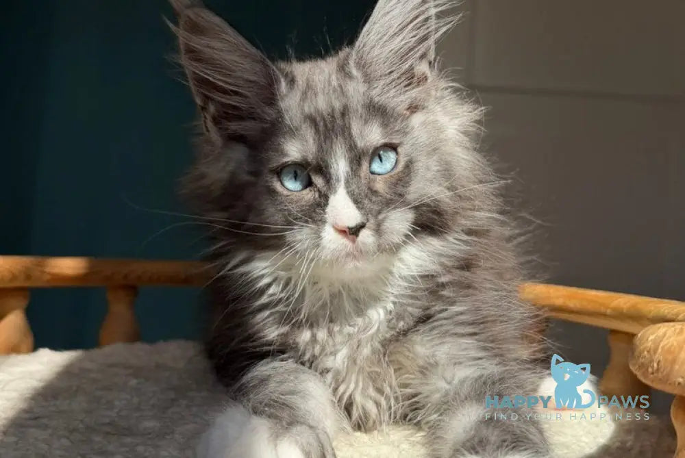Qiu Maine Coon male black silver with white - live animals
