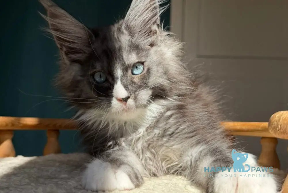 Qiu Maine Coon male black silver with white - live animals