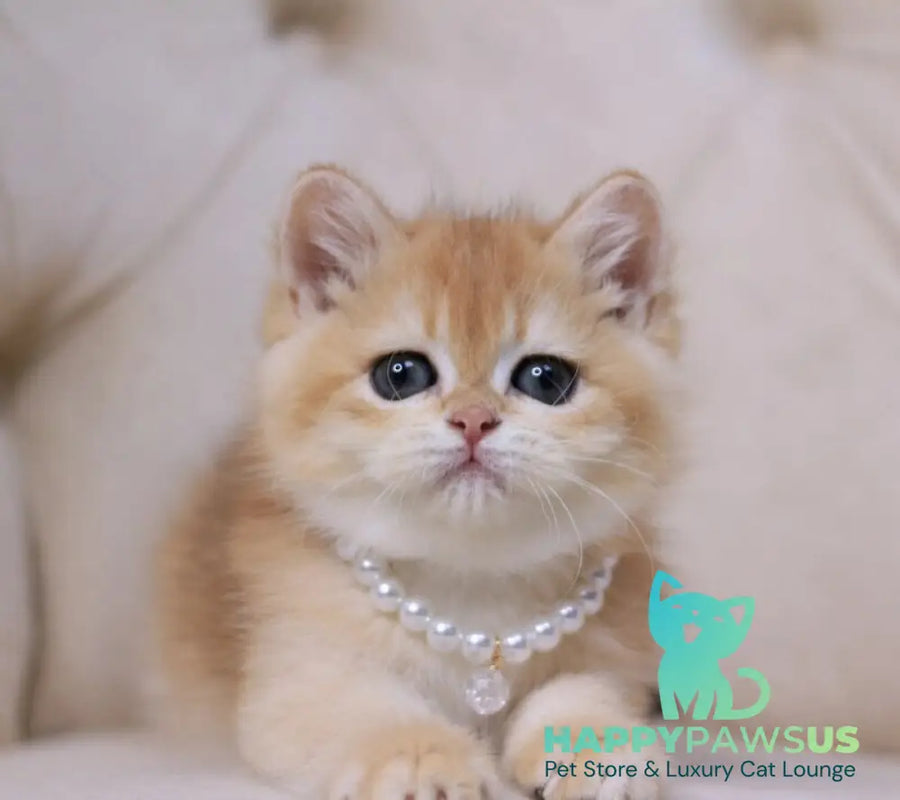 Qookie British Shorthair female black golden chinchilla - live animals