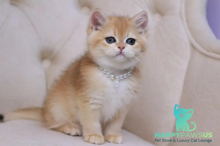 Qookie British Shorthair female black golden chinchilla - live animals