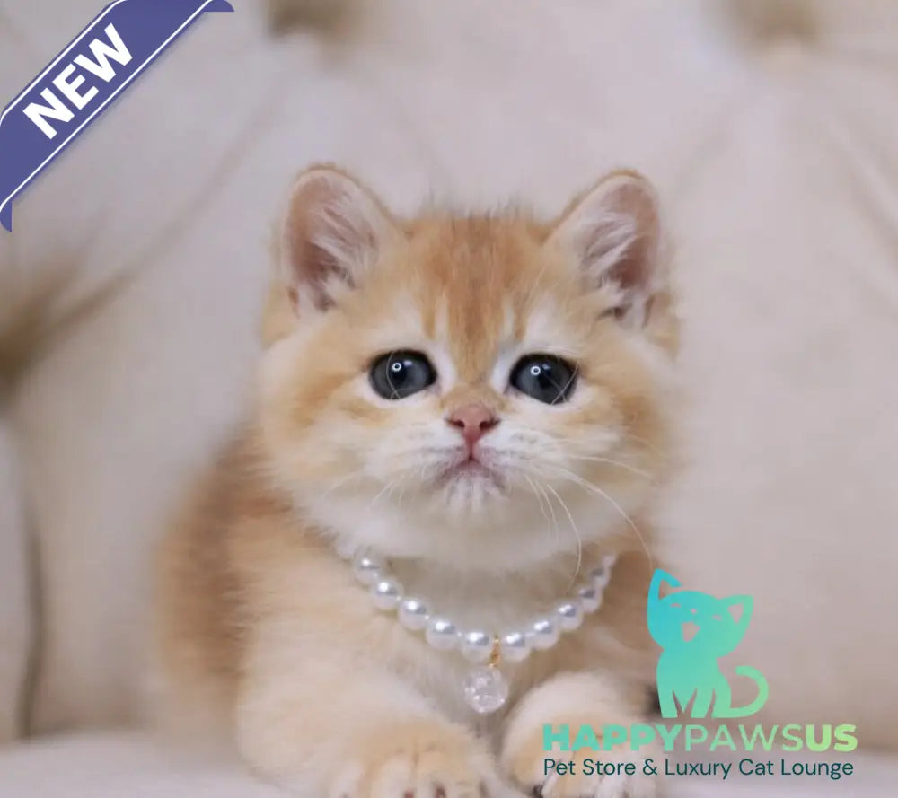 Qookie British Shorthair female black golden chinchilla - live animals