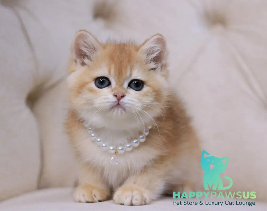 Qookie British Shorthair female black golden chinchilla - live animals