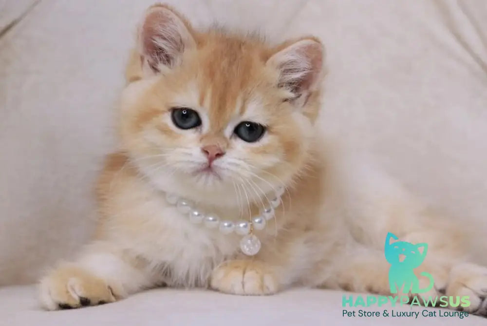 Qookie British Shorthair female black golden chinchilla - live animals