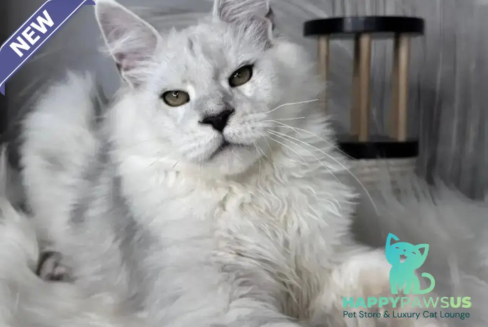 Qoros Maine Coon male black silver shaded - live animals