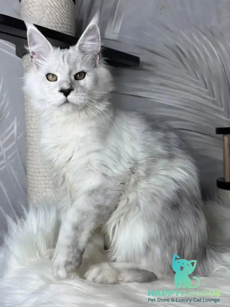 Qoros Maine Coon male black silver shaded - live animals