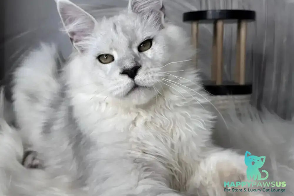 Qoros Maine Coon male black silver shaded - live animals