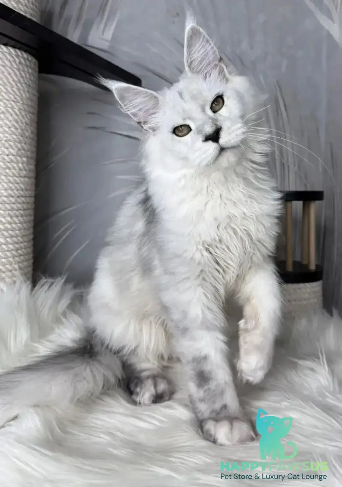 Qoros Maine Coon male black silver shaded - live animals