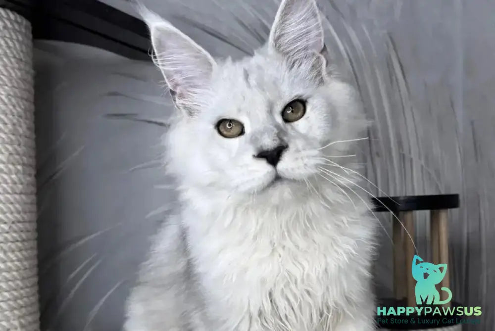 Qoros Maine Coon male black silver shaded - live animals