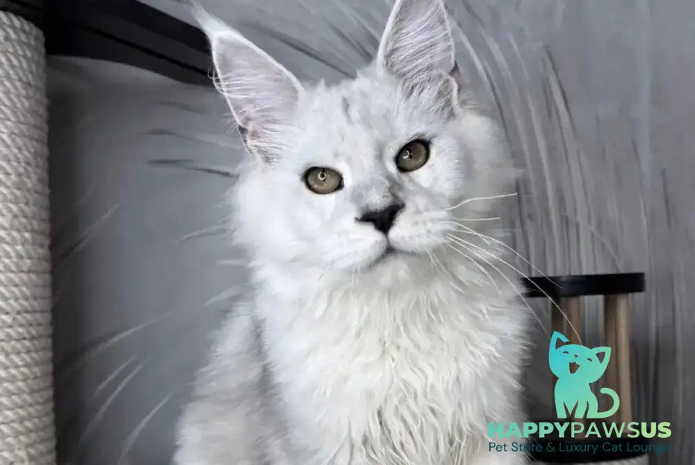 Qoros Maine Coon male black silver shaded - live animals