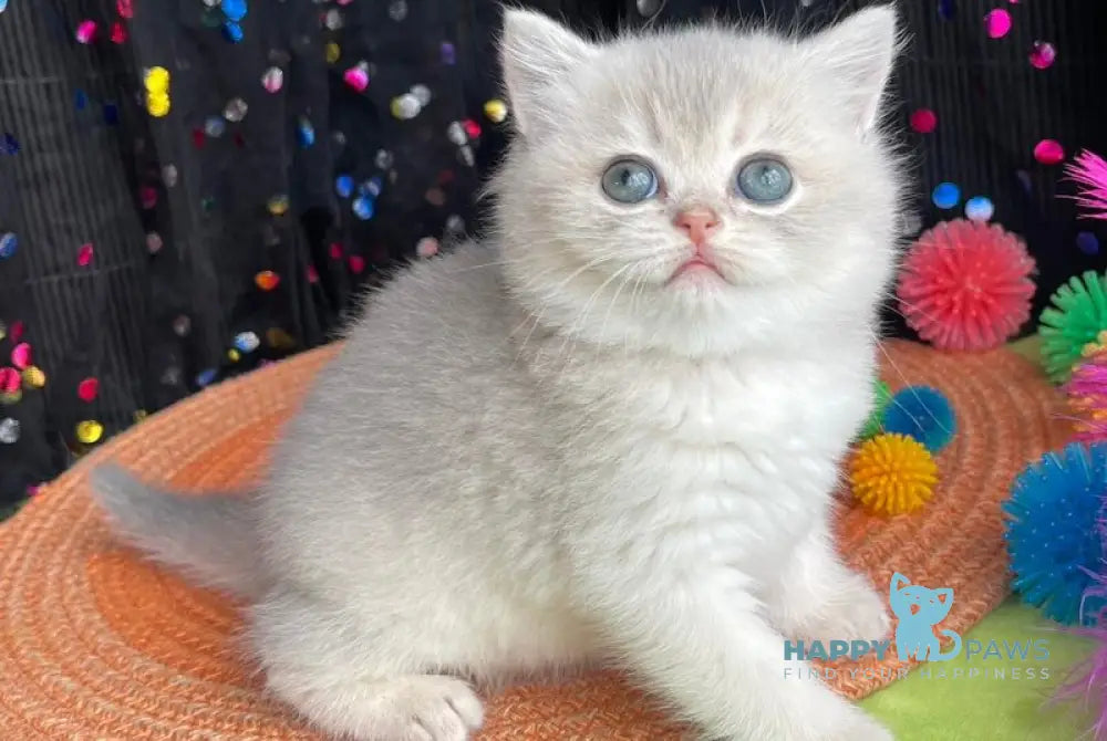 Qsenia British Shorthair female blue golden shaded live animals