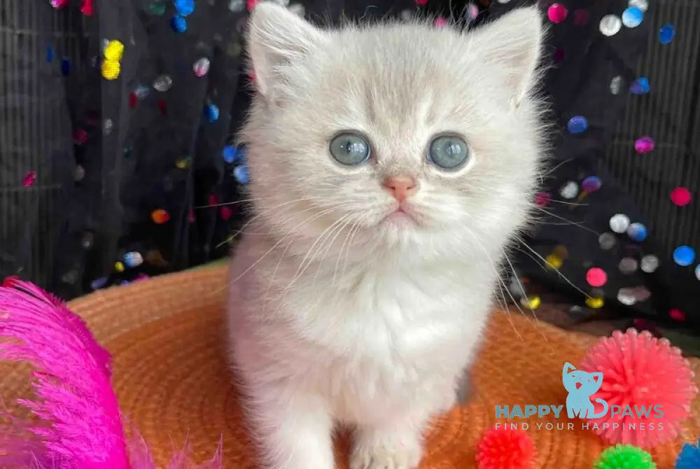Qsenia British Shorthair female blue golden shaded live animals
