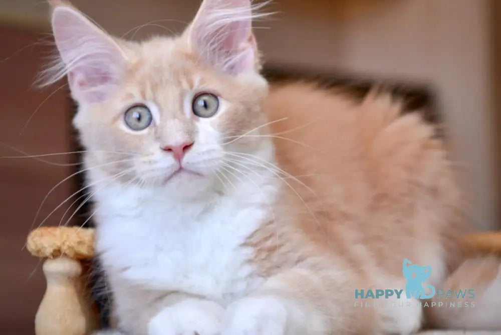 Quade Maine Coon male cream with white ticked tabby live animals