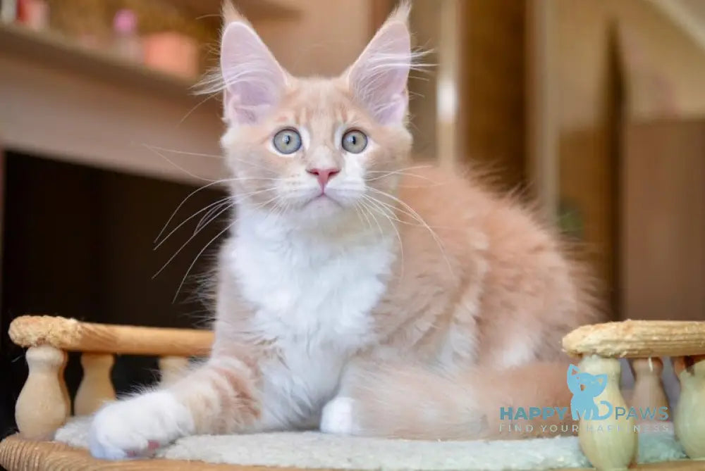 Quade Maine Coon male cream with white ticked tabby live animals