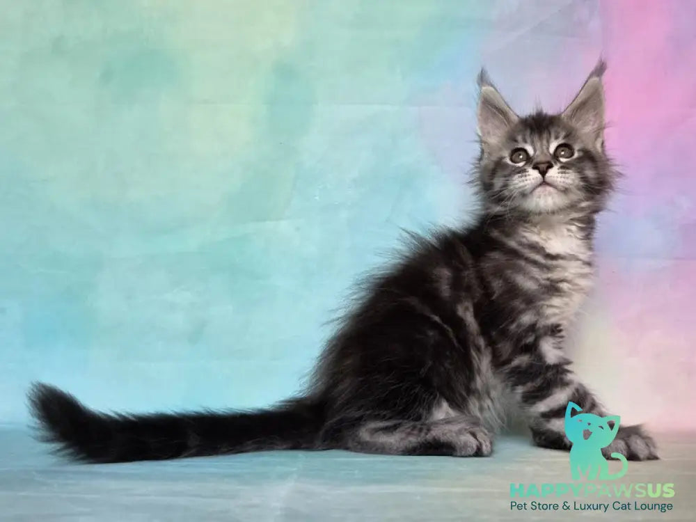 Quail Maine Coon male black silver tabby - live animals