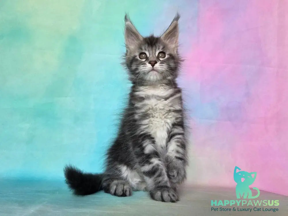 Quail Maine Coon male black silver tabby - live animals