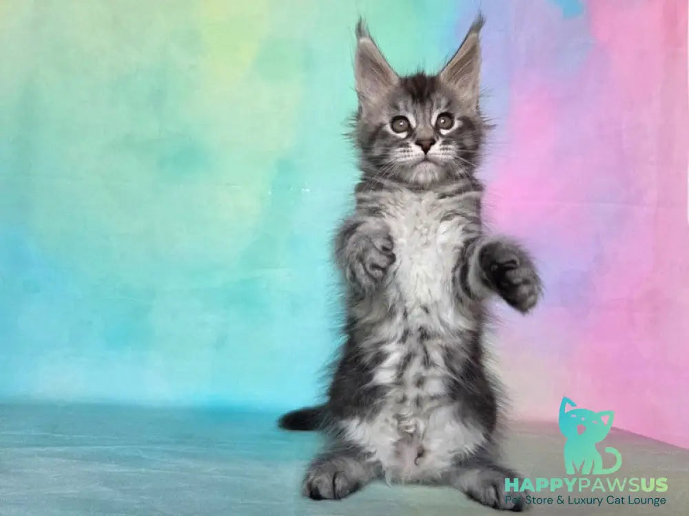 Quail Maine Coon male black silver tabby - live animals