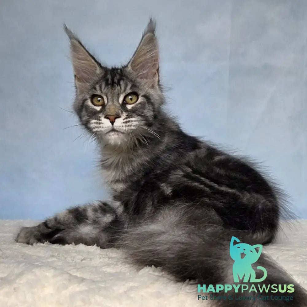 Quail Maine Coon male black silver tabby - live animals