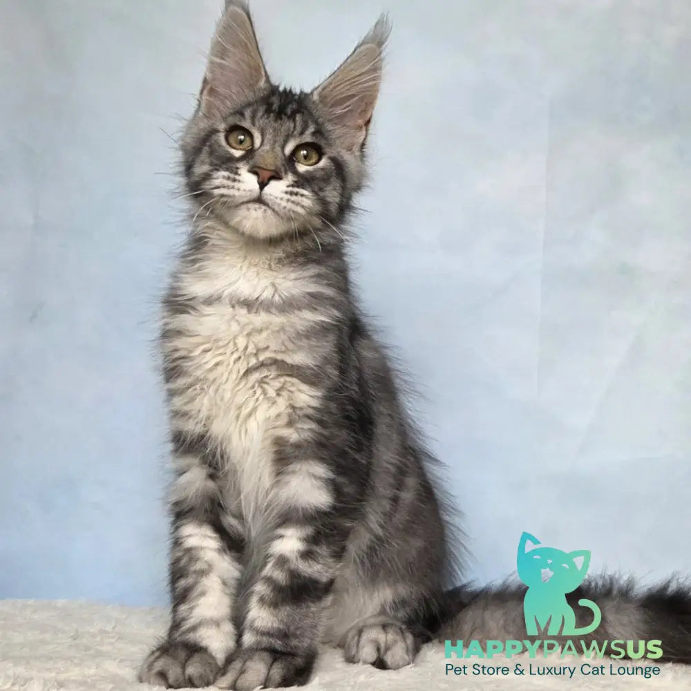 Quail Maine Coon male black silver tabby - live animals
