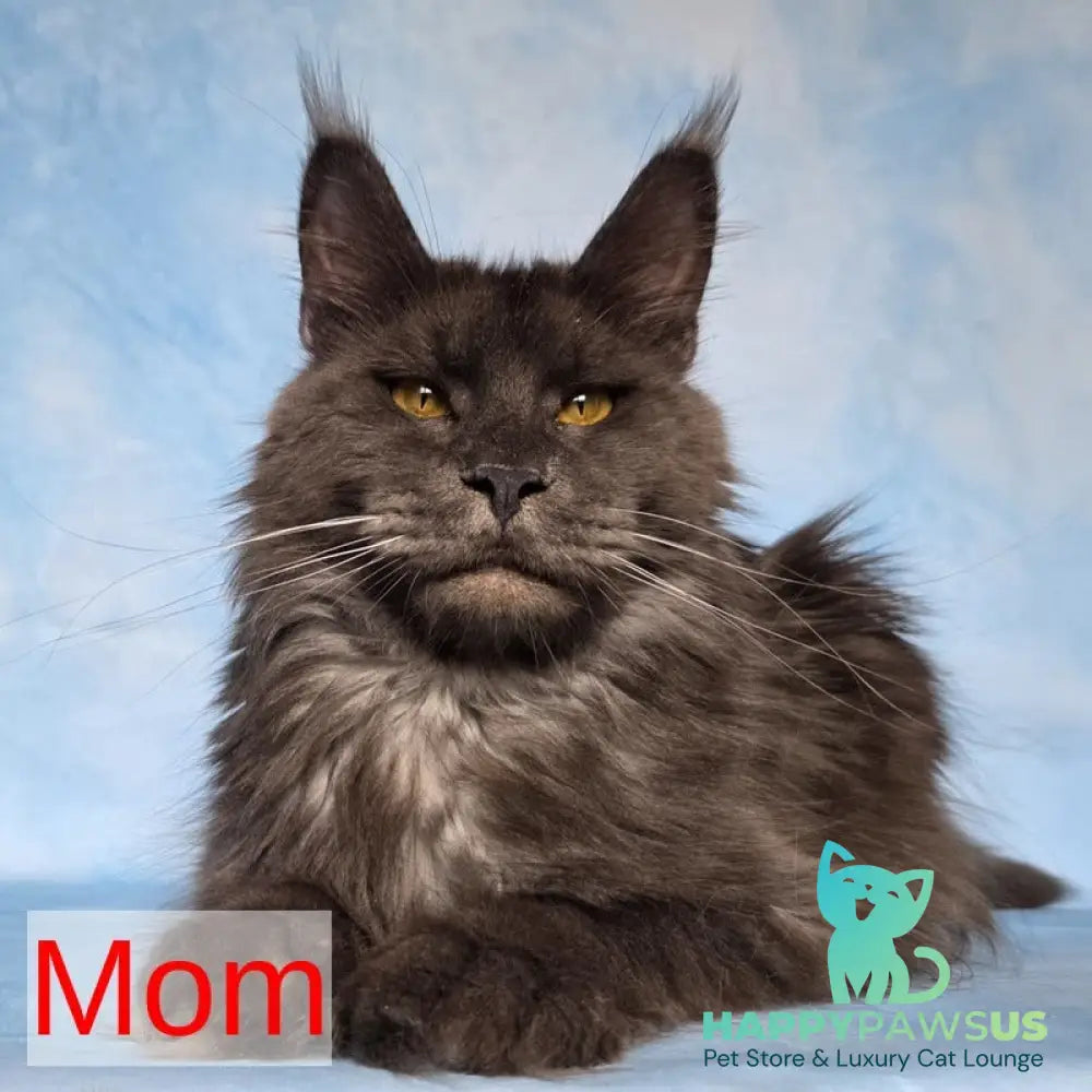 Quail Maine Coon male black silver tabby - live animals