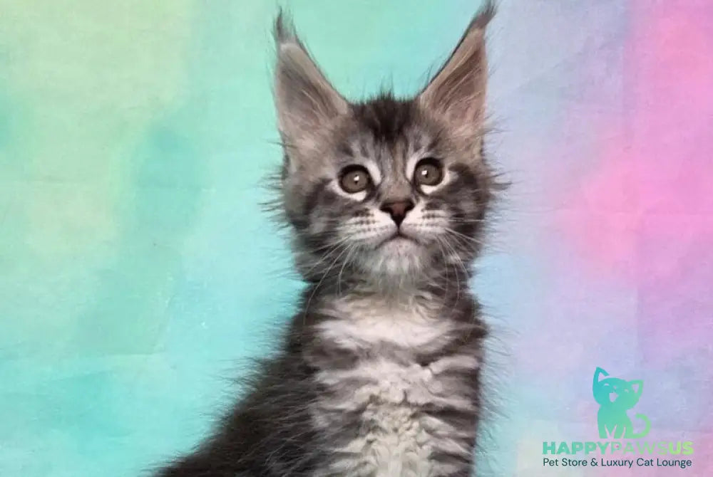 Quail Maine Coon male black silver tabby - live animals