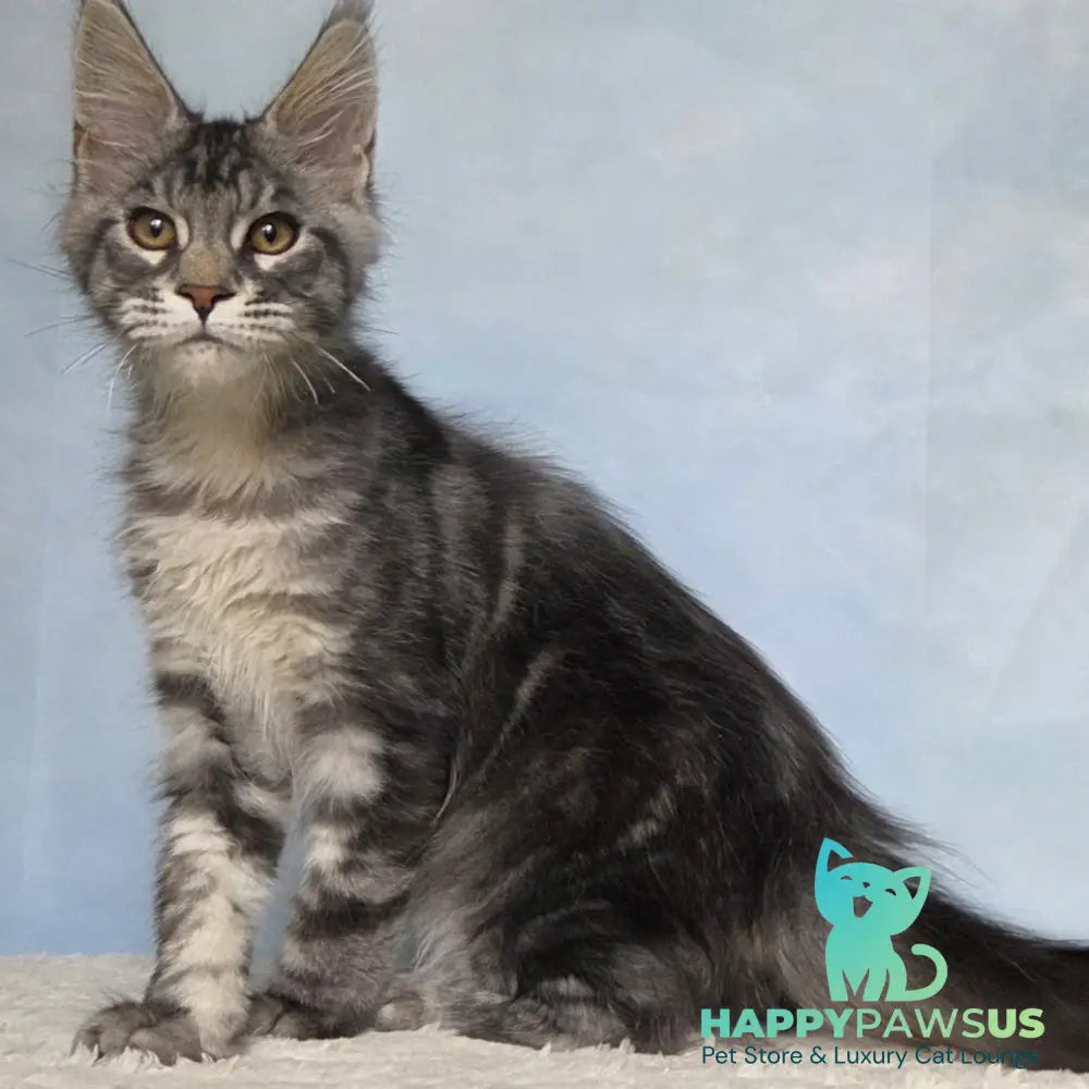 Quail Maine Coon male black silver tabby - live animals