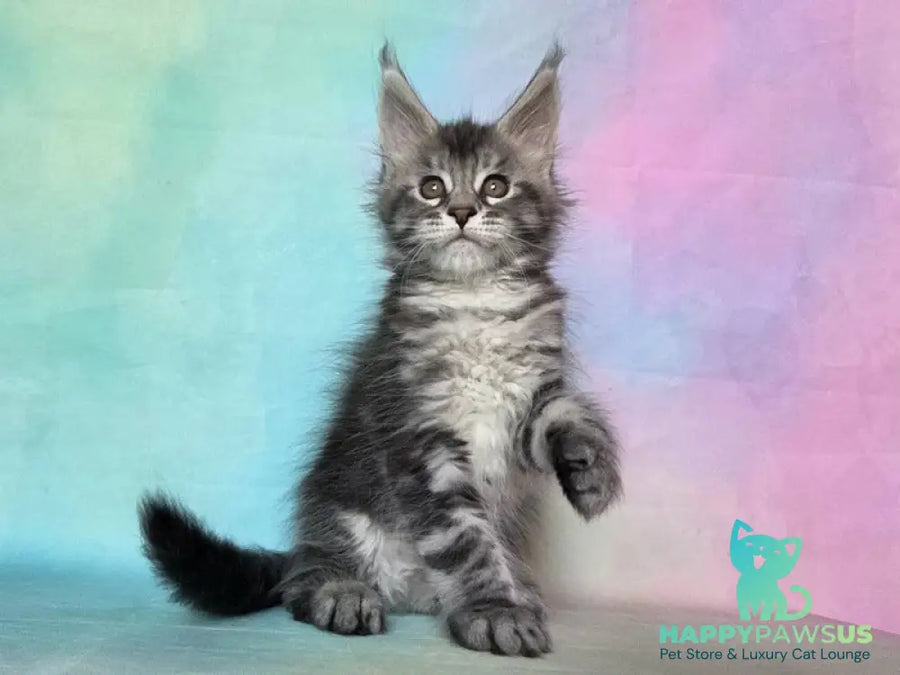 Quail Maine Coon male black silver tabby - live animals